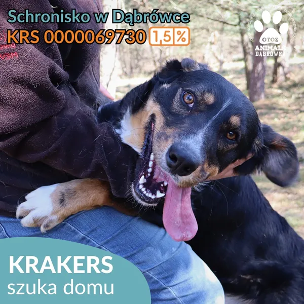 Pies do adopcji, Dąbrówka, 25 kwietnia 2026 (4/4)