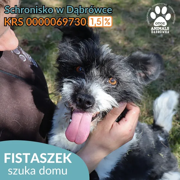 Pies do adopcji, Dąbrówka, 25 kwietnia 2026 (1/4)