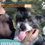 Pies do adopcji