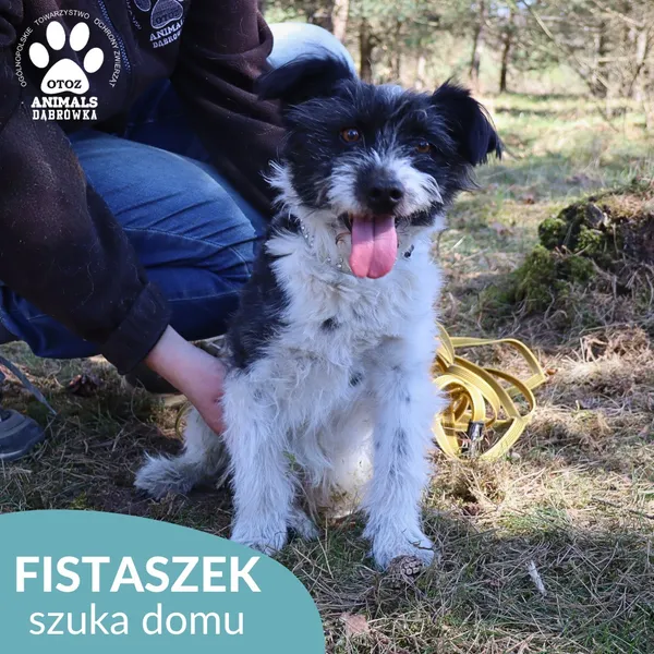 Pies do adopcji, Dąbrówka, 25 kwietnia 2026 (2/4)