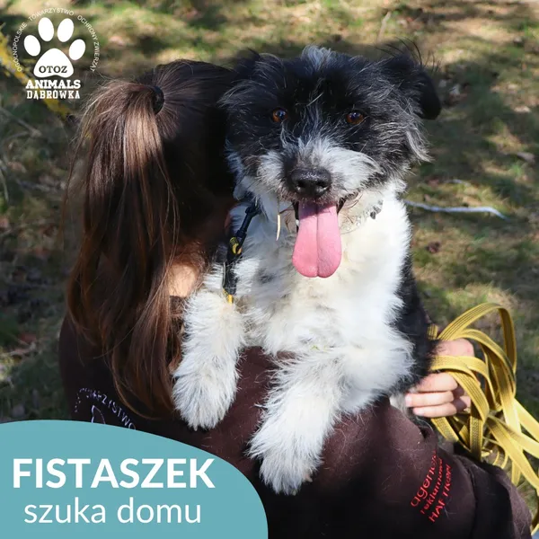 Pies do adopcji, Dąbrówka, 25 kwietnia 2026 (3/4)