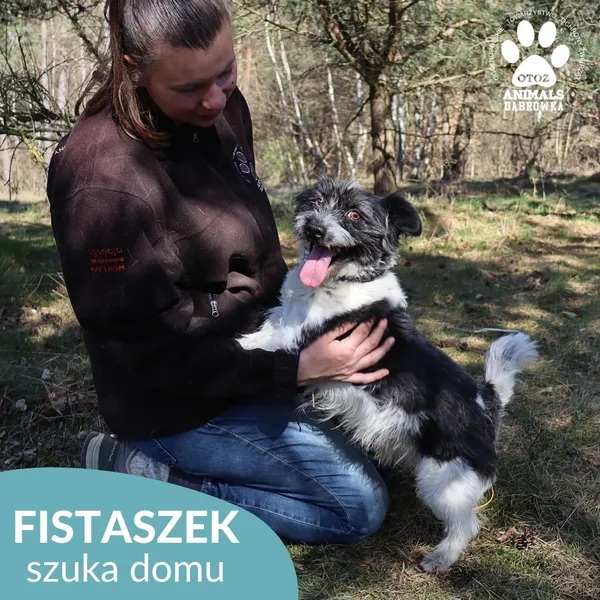 Pies do adopcji, Dąbrówka, 25 kwietnia 2026 (4/4)