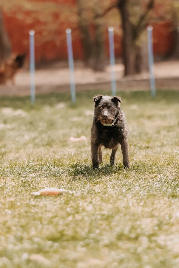 Pies do adopcji, Czartki, 22 kwietnia 2026 (2/5)