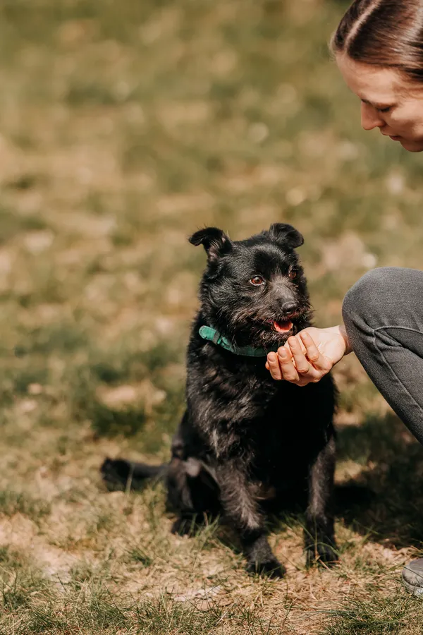 Pies do adopcji, Czartki, 22 kwietnia 2026 (3/5)