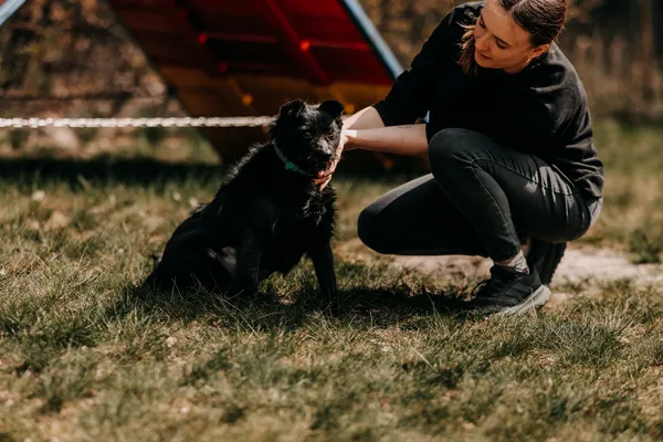 Pies do adopcji, Czartki, 22 kwietnia 2026 (4/5)