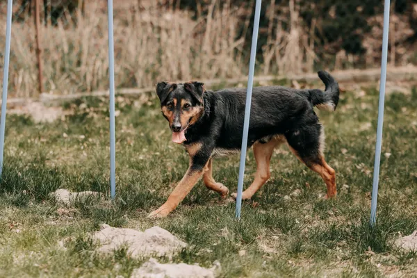 Pies do adopcji, Czartki, 22 kwietnia 2026 (1/5)