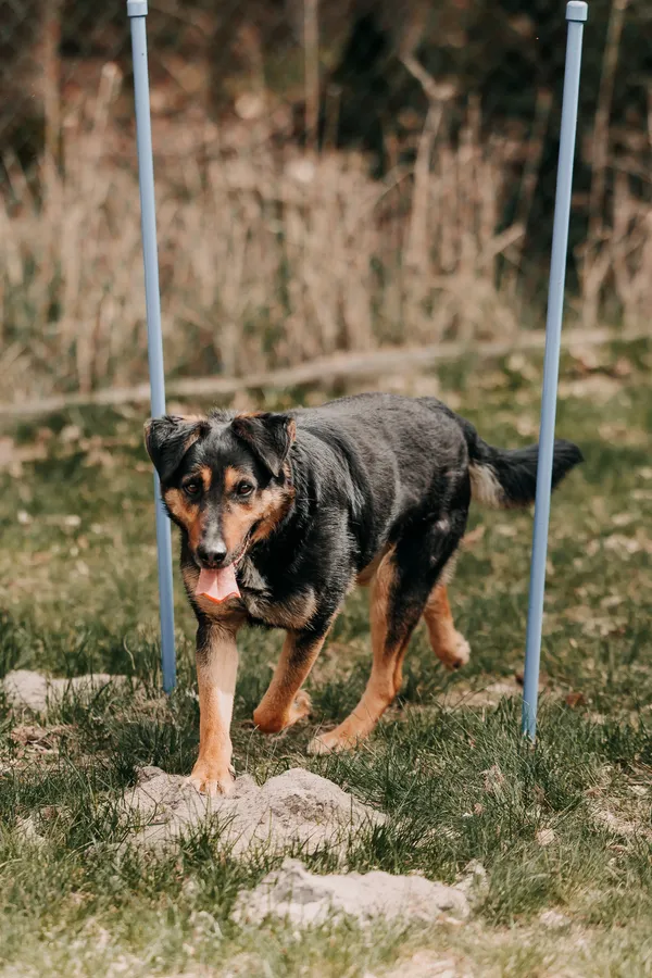 Pies do adopcji, Czartki, 22 kwietnia 2026 (2/5)