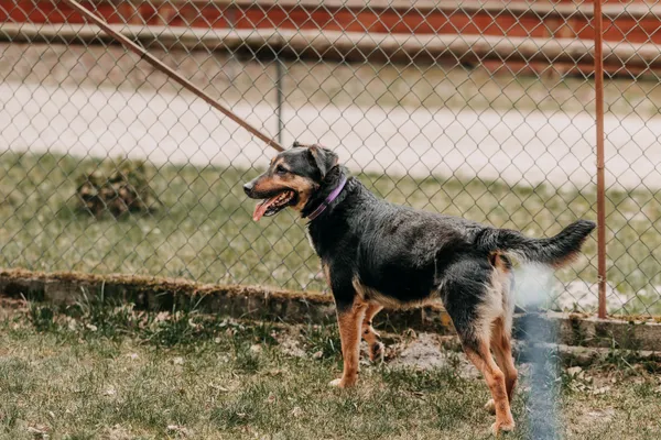 Pies do adopcji, Czartki, 22 kwietnia 2026 (3/5)