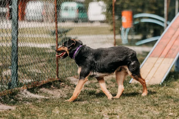 Pies do adopcji, Czartki, 22 kwietnia 2026 (4/5)