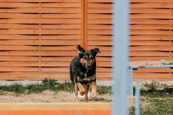 Pies do adopcji, Czartki, 22 kwietnia 2026 (5/5)