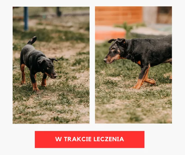 Pies do adopcji, Czartki, 22 kwietnia 2026