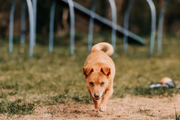 Pies do adopcji, Czartki, 22 kwietnia 2026 (1/5)