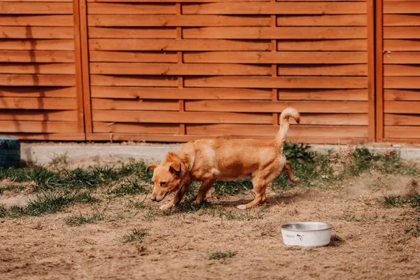 Pies do adopcji, Czartki, 22 kwietnia 2026 (2/5)