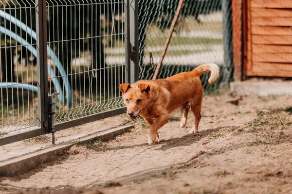 Pies do adopcji, Czartki, 22 kwietnia 2026 (3/5)