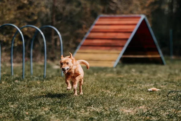 Pies do adopcji, Czartki, 22 kwietnia 2026 (4/5)