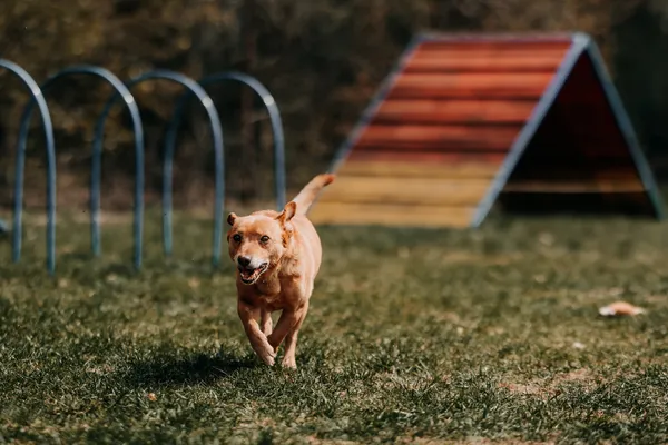 Pies do adopcji, Czartki, 22 kwietnia 2026 (5/5)