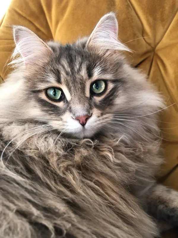 Zaginął kot, Łódź, 26 kwietnia 2026