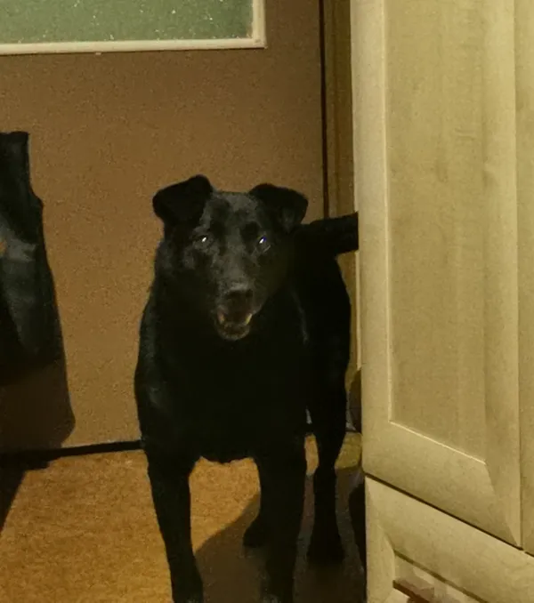 Zaginął pies, Łódź, 26 kwietnia 2026