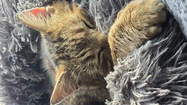 Zaginął kot, Łódź, 26 kwietnia 2026