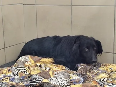 Pies do adopcji, Kraków, 12 kwietnia 2026