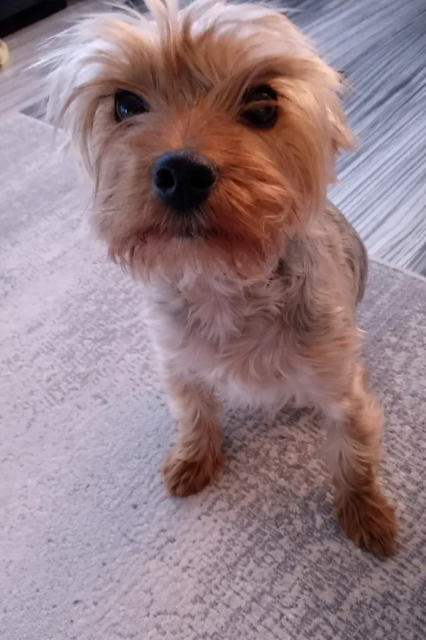 Zaginął pies, Rusiec, 27 kwietnia 2026