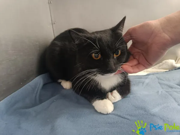 Kot do adopcji, Racławice, 20 kwietnia 2026 (1/4)