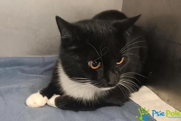 Kot do adopcji, Racławice, 20 kwietnia 2026 (3/4)