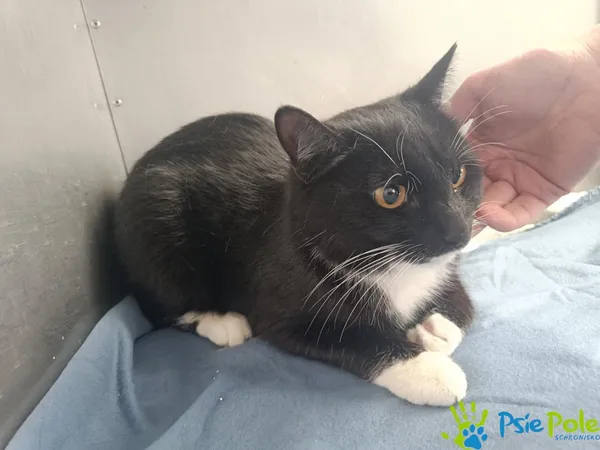 Kot do adopcji, Racławice, 20 kwietnia 2026 (4/4)