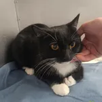 Kot do adopcji