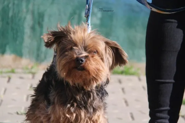 Pies do adopcji, Nowy Dwór Mazowiecki, 27 kwietnia 2026 (1/5)