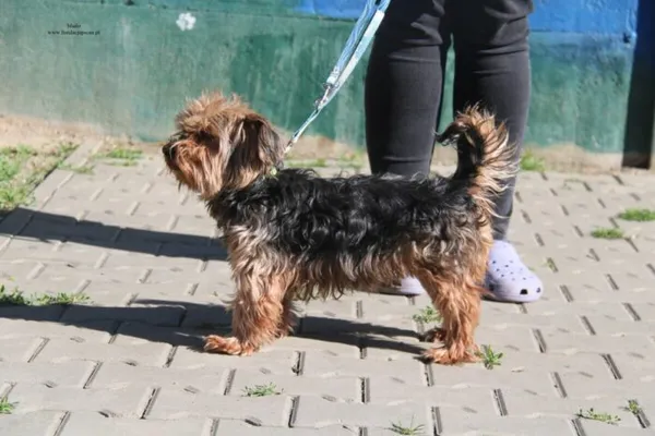 Pies do adopcji, Nowy Dwór Mazowiecki, 27 kwietnia 2026 (2/5)