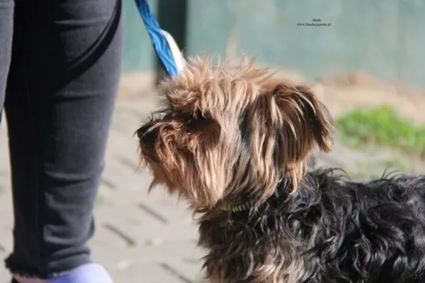 Pies do adopcji, Nowy Dwór Mazowiecki, 27 kwietnia 2026 (3/5)