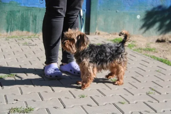 Pies do adopcji, Nowy Dwór Mazowiecki, 27 kwietnia 2026 (4/5)