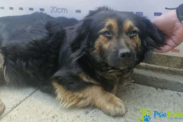 Pies do adopcji, Racławice, 22 kwietnia 2026 (2/2)