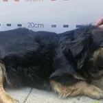 Pies do adopcji
