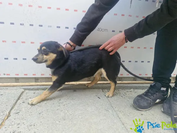 Pies do adopcji, Racławice, 22 kwietnia 2026 (2/3)