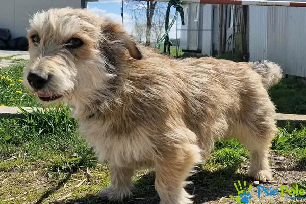 Pies do adopcji, Racławice, 23 kwietnia 2026 (2/3)