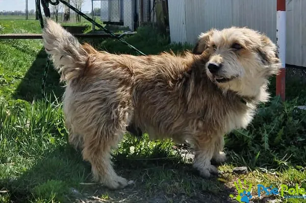 Pies do adopcji, Racławice, 23 kwietnia 2026 (3/3)