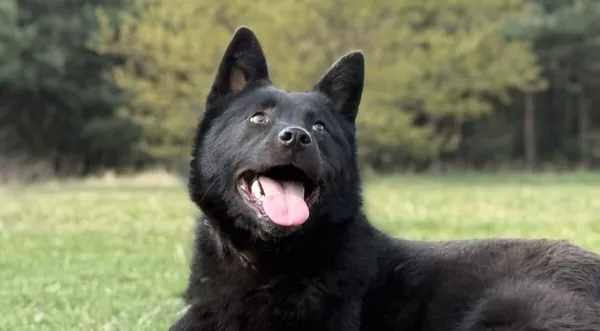 Pies do adopcji, Pieczyska, 27 kwietnia 2026 (1/5)