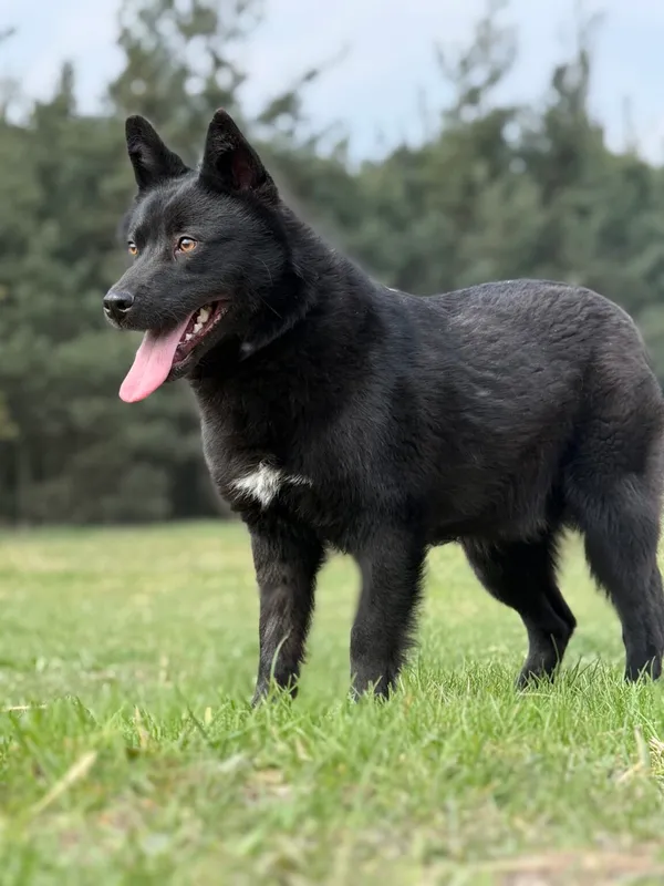 Pies do adopcji, Pieczyska, 27 kwietnia 2026 (2/5)