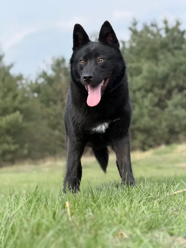 Pies do adopcji, Pieczyska, 27 kwietnia 2026 (4/5)