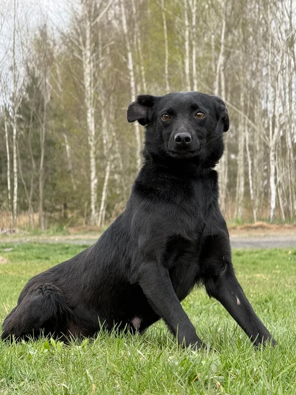 Pies do adopcji, Pieczyska, 27 kwietnia 2026 (2/5)