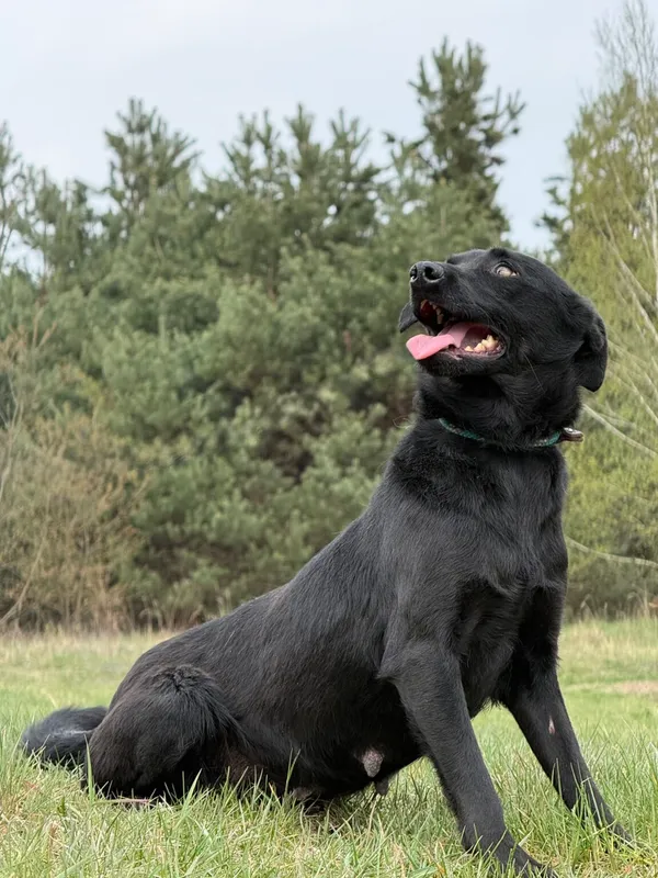 Pies do adopcji, Pieczyska, 27 kwietnia 2026 (5/5)