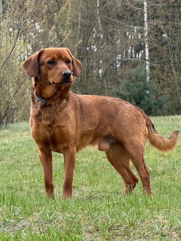 Pies do adopcji, Pieczyska, 27 kwietnia 2026 (2/5)