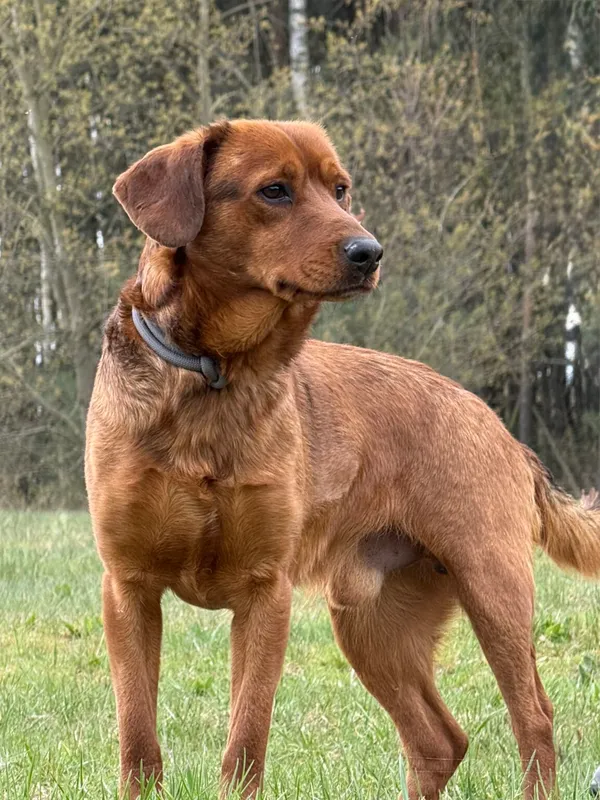 Pies do adopcji, Pieczyska, 27 kwietnia 2026 (3/5)