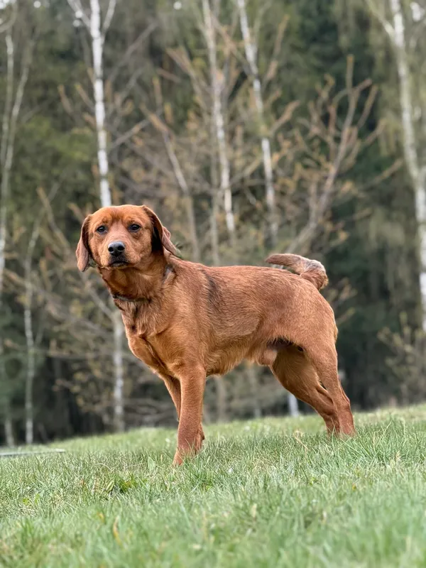 Pies do adopcji, Pieczyska, 27 kwietnia 2026 (4/5)