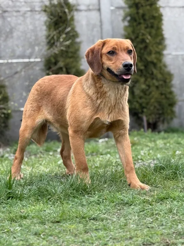 Pies do adopcji, Pieczyska, 27 kwietnia 2026 (4/5)