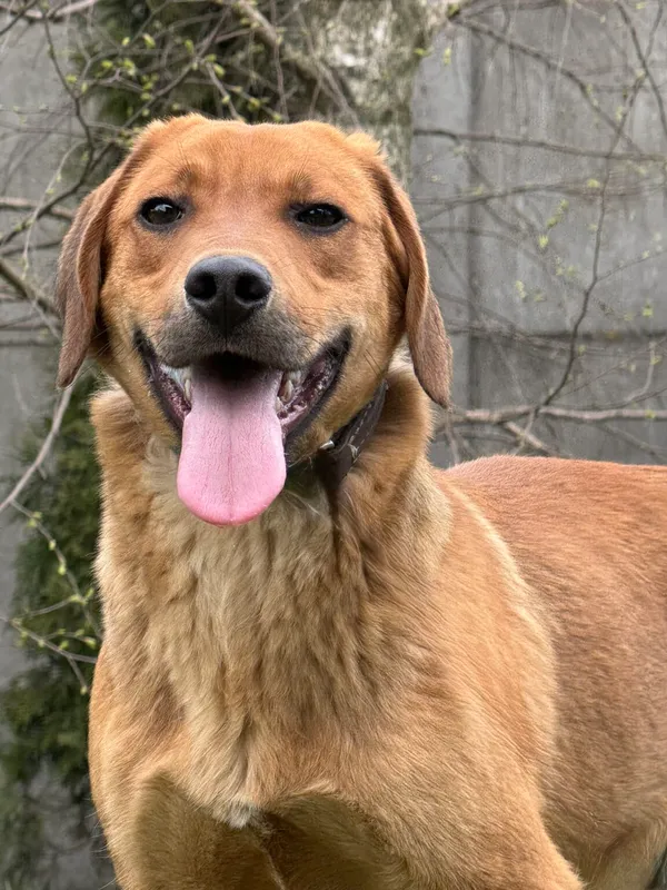 Pies do adopcji, Pieczyska, 27 kwietnia 2026 (5/5)