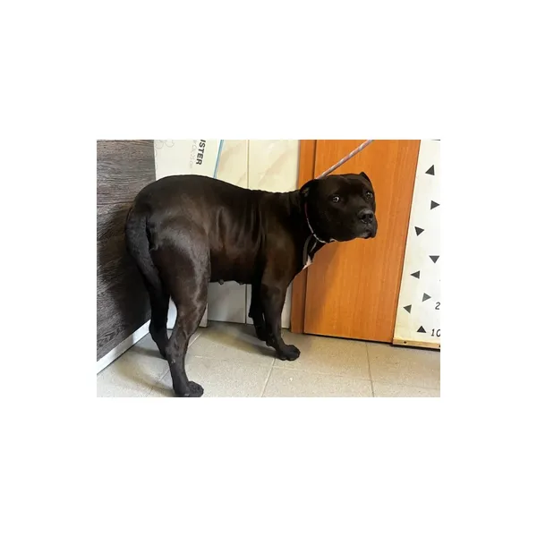 Znaleziono psa, Białystok, 27 kwietnia 2026