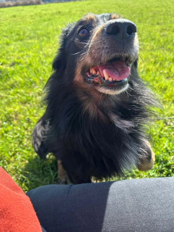 Pies do adopcji, Żywiec, 27 kwietnia 2026 (1/5)